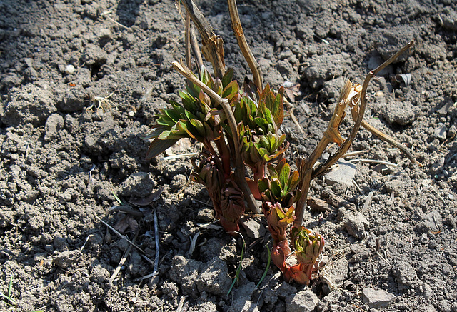 Paeonia officinalis