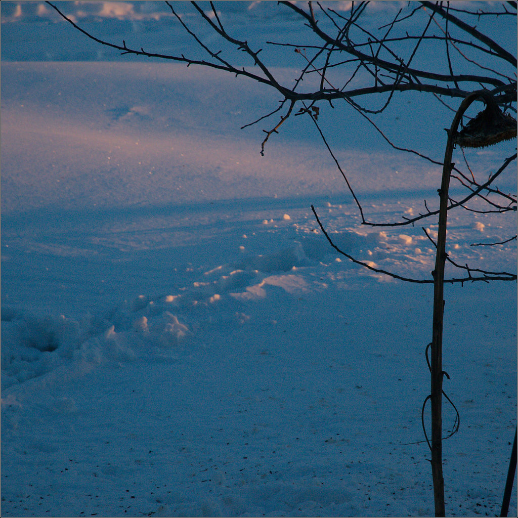 Sun on Snow