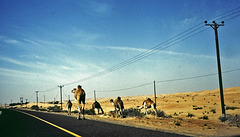 Highway von Dubai nach Al Ain. Camel Trail!  ©UdoSm