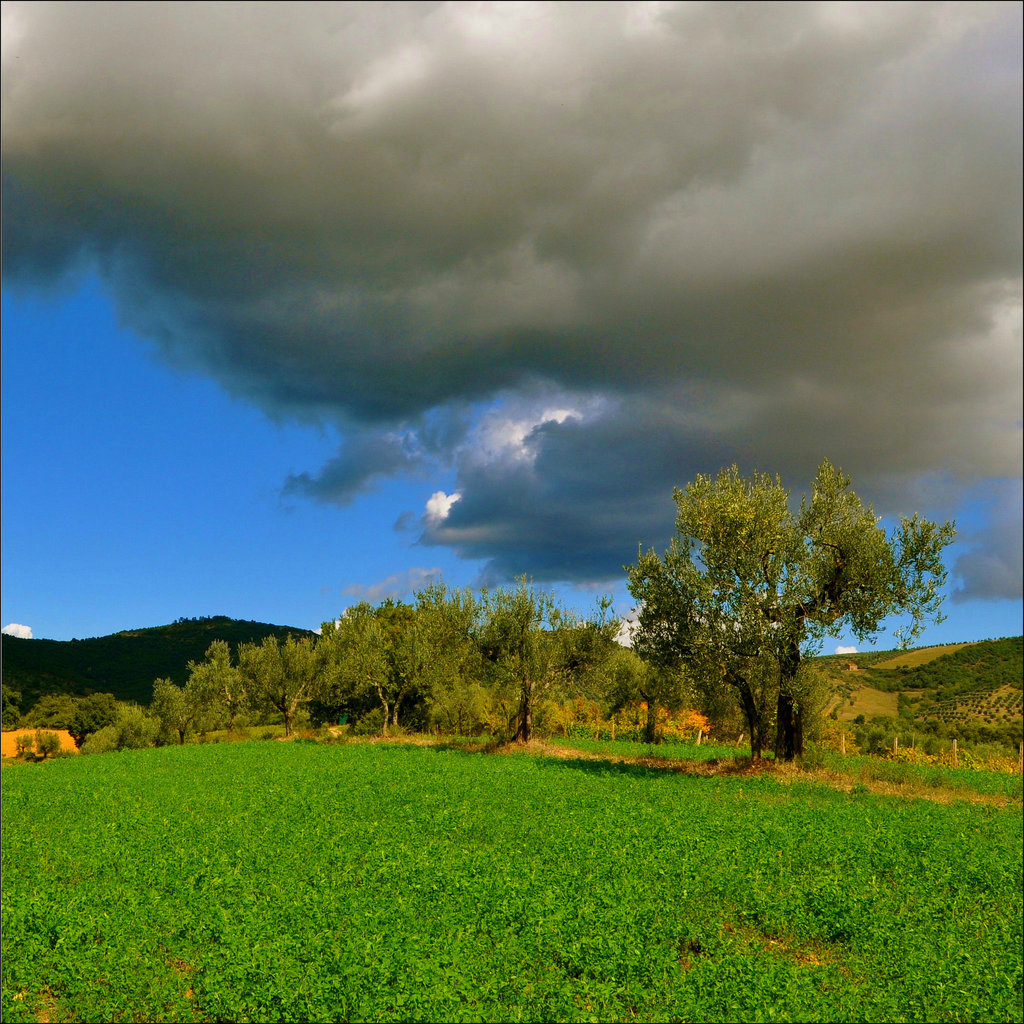 Spring sky and Olive Trees.