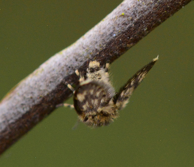 Moth Fly, Psychodidae. Thanks to Roger Morris for ID