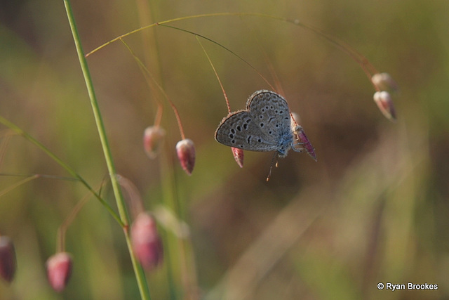 20091027-0027 Lesser Grass Blue