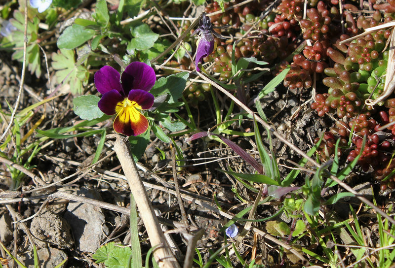 Viola ensauvagée