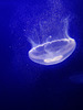 moon jellyfish