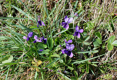 Violette odorante