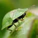 Green Tortoise Beetle. (Cassida viridis)