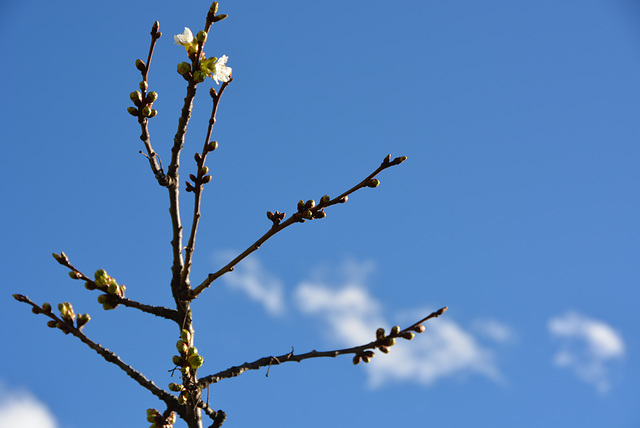 une fleur