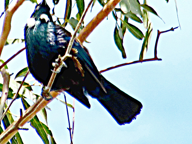 A tui