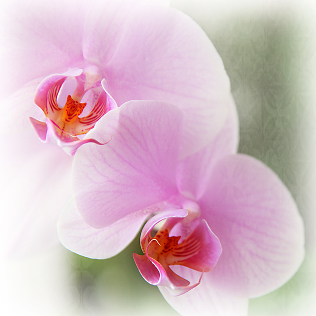 Orchid