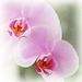 Orchid