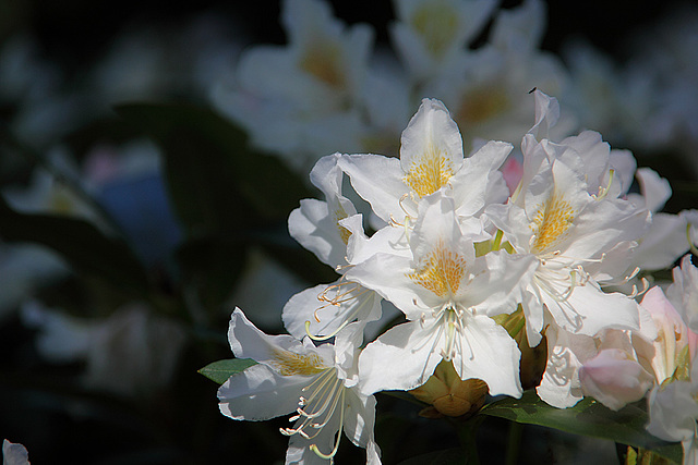 Rhododendron Flowers