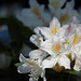 Rhododendron Flowers