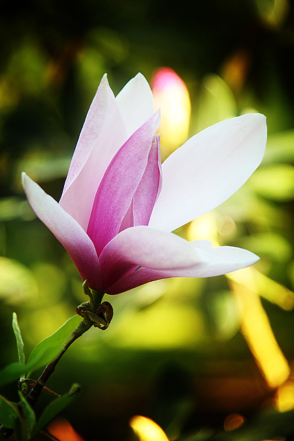 Magnolia Flower