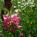 Common Sainfoin