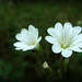 Field Mouse-ear Chickweed