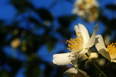 White & Yellow