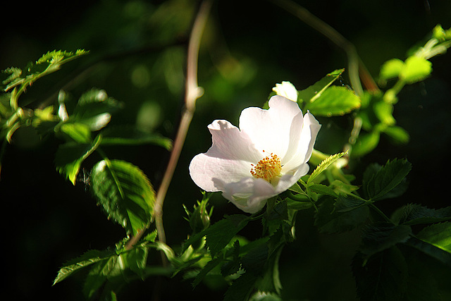 Dog-rose Flower