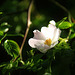 Dog-rose Flower