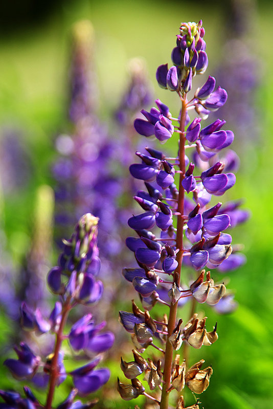 Large-leaved Lupine