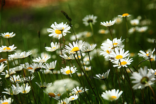 Marguerites