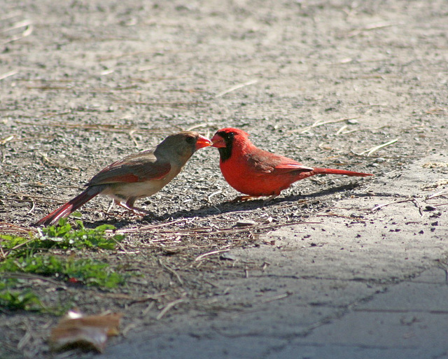 cardinal rouge/red cardinal