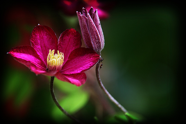 Clematis