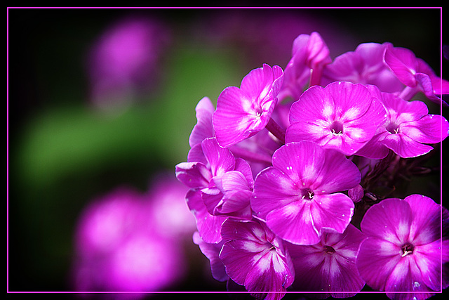 Phlox paniculata