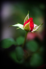 A Rose Bud