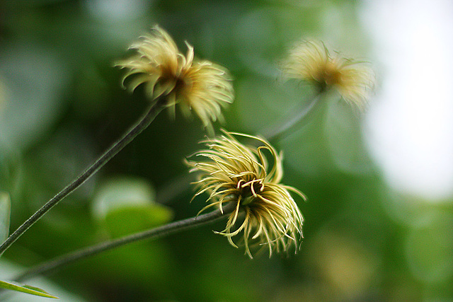 Clematis