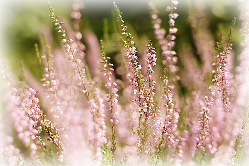 Calluna vulgaris