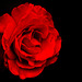 A Rose in Darkness