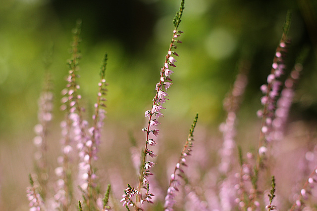 Calluna vulgaris