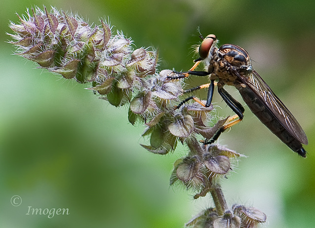 Assassin Fly