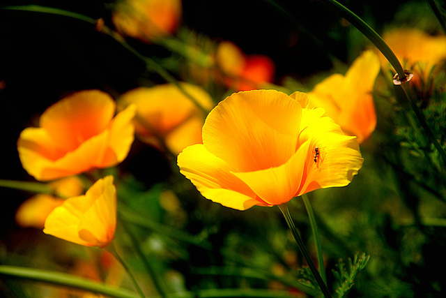 Eschscholzia californica et formica