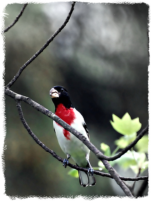 Red brested Grosbeck