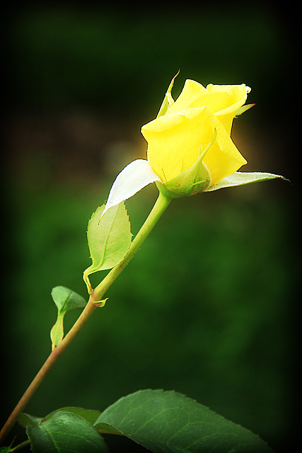 Yellow Rose