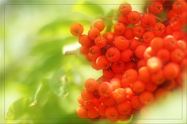 Rowan Berries