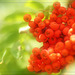 Rowan Berries