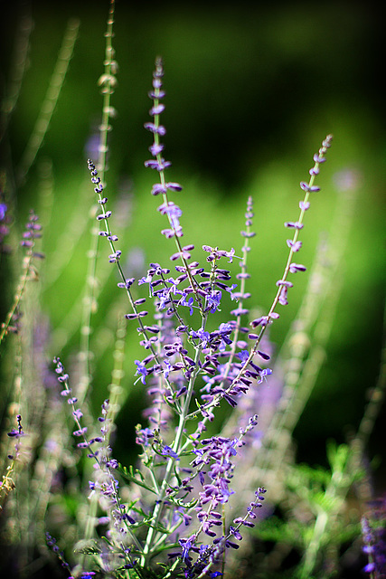 Blue & Purple