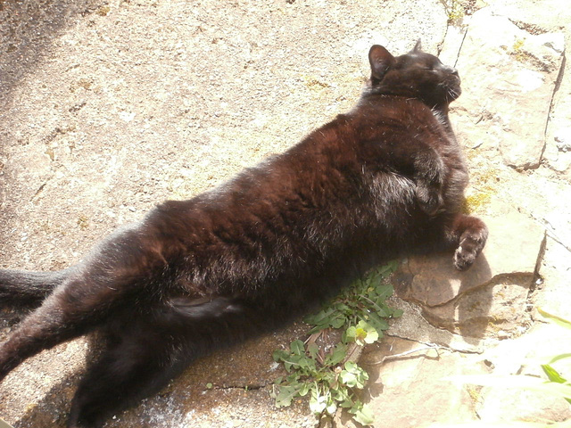 Stretching out to greet the warmth of the sun