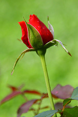 Rose Bud