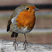 #30 The European robin (Erithacus rubecula)