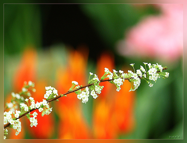 breezand lentetuin