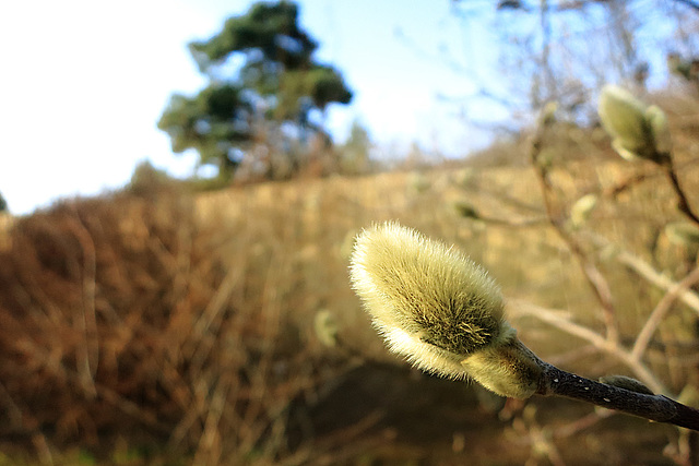 Catkin