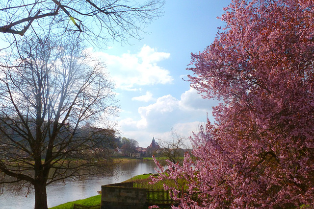 Frühling im Elbtal - Blick auf Pirna - printempo en la Elbvalo - elrigardo sur Pirna