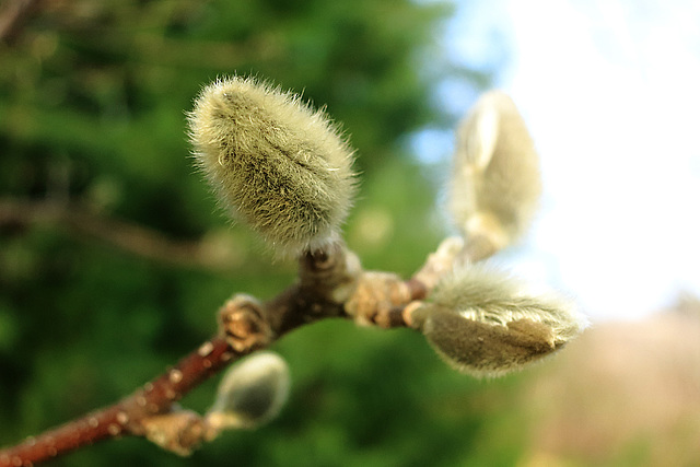 Catkins