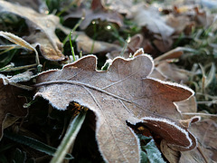 Morning Frost