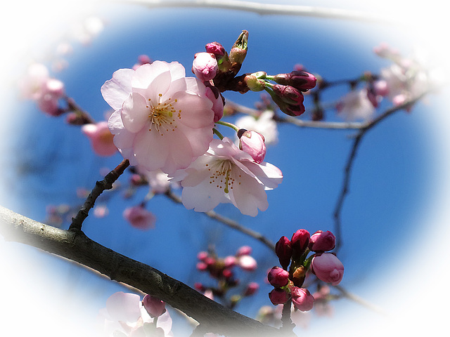 Sakura Tree in Bloom