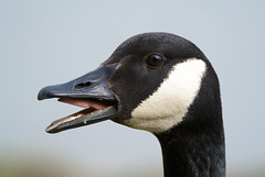 Canada Goose shouting the odds!