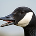 Canada Goose shouting the odds!
